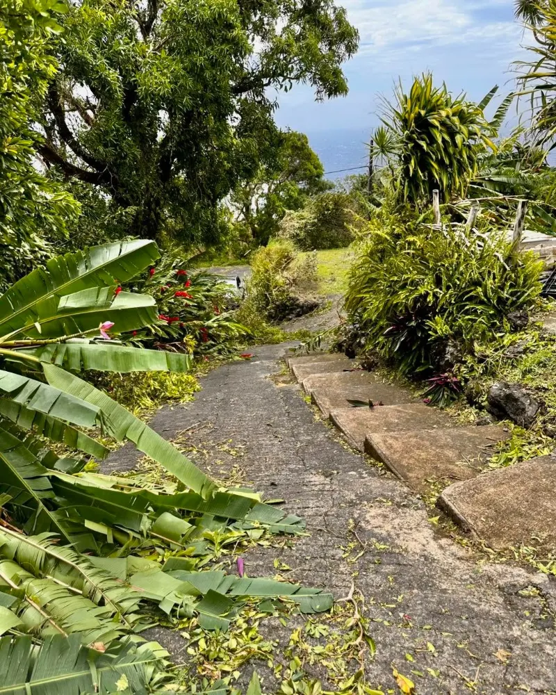Le chemin d'accès entre les palmiers et les vacoas